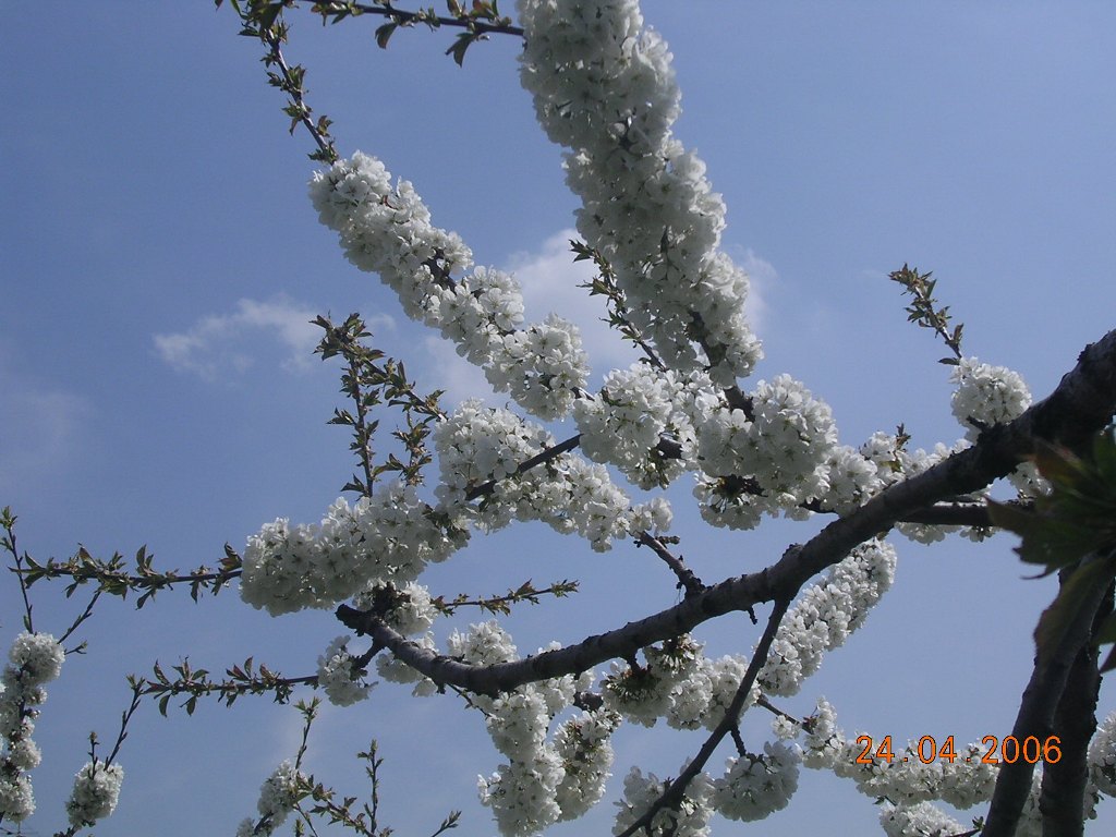 Ciliegio - Cherry flowers